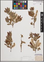 Foto von Salix cinerea L. x Salix silesiaca Willd.
